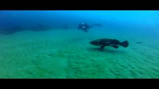 A goliath grouper eating a lionfish [upl. by Elwina]