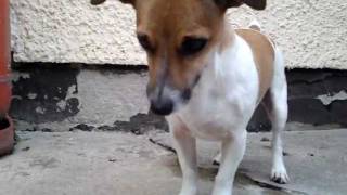 Miniature Jack Russells  Dog with Heart on its side [upl. by Hummel871]