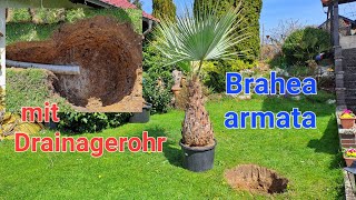 Brahea armata 🌴 80 cm Stamm auspflanzen mit Drainagerohr Butia capitata Trachycarpus Washingtonia [upl. by Musa35]