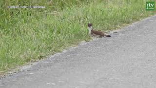 Vrolijke hermelijn bij Zuidlaardermeer  Wildcam [upl. by Maximo]