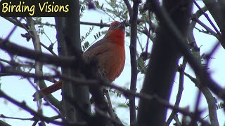 Birding Madera Canyon Arizona – Hepatic Tanager and more [upl. by Turner]