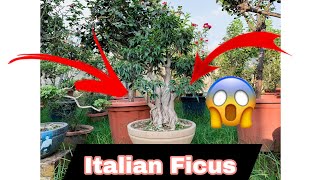 Italian Ficus 😱  BonsaiGardenNursery  Contact Now 👇 [upl. by Nairbo415]