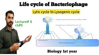 lytic and Lysogenic cycle of Bactyeriophage Lec6 Ch5 in Urdu Hindi by Dr Hadi [upl. by Summons]