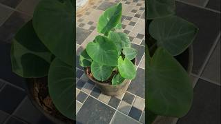 Alocasia  Elephant ear leaf plant [upl. by Slrahc]