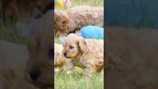 shorts CAVOODLE PUPPIES [upl. by Damal940]