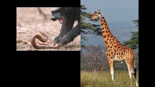 Wildlife Wahala HONEY BADGER fights SNAKE as angry GIRAFFES fight for supremacy [upl. by Dawn]