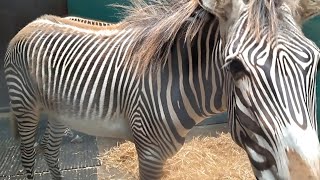 Grevys Zebra [upl. by Hpesoj]