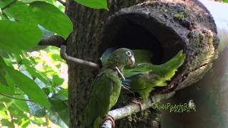 COTORRA PUERTORRIQUEÑA nido silvestre Puerto Rican Parrot Amazona vittata ENDEMICA de Puerto Rico [upl. by Aihseyk]