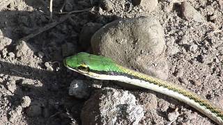 Leptophis mexicanus Mexican Parrot Snake  Lora mexicana [upl. by Domonic]