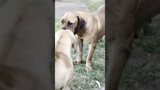 Real Boerboels  Happy Family [upl. by Eisnil]