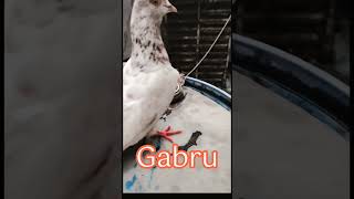 Pigeon Fight Showdown – Intense Pigeon Fighting Caught on Camera Shorts [upl. by Hakilam220]