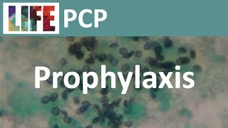 Prophylaxis for Pneumocystis [upl. by Acemaj791]