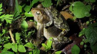 Treefrog Mating with Toad [upl. by Chesney]