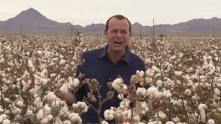 California Cotton Harvest [upl. by Fairlie]