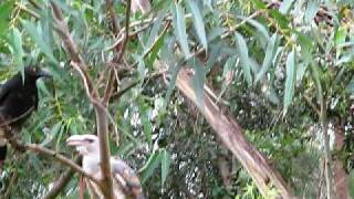 Channel Billed Cuckoo [upl. by Sil]