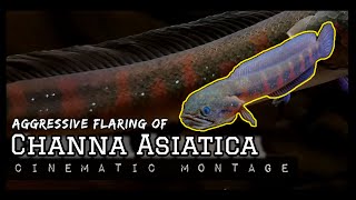 Aggressive Channa asiatica Red Sripe Flaring [upl. by Siegler506]