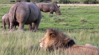 Rhino vs Lion on African Safari [upl. by Enyaht]