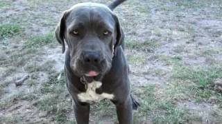 Neapolitan Mastiff x Great Dane x Bull Mastiff attack [upl. by Godwin]