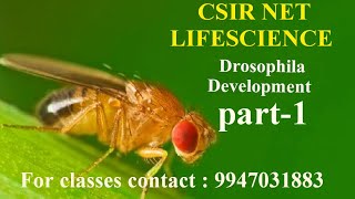 drosophila development  cleavagecellular blastoderm csirnetlifescience [upl. by Rebmat925]