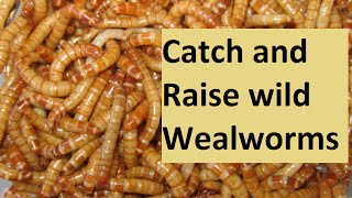 Catch and Raise wild Mealworms [upl. by Idnas]