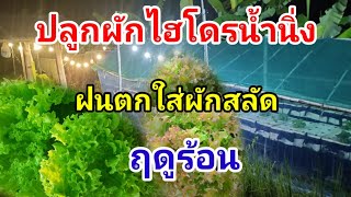 ฝนตกใส่ผักสลัดฤดูร้อน Hydroponicsบ้านสวนกิตติธรา ผักสลัด [upl. by Ralina760]