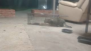 TNR  Trapping a wild feral cat 🐈 Crazy Freak Out  Part 1 [upl. by Aridnere]