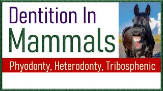 Dentition in Mammals  Types of Teeth in Mammals [upl. by Hailee86]