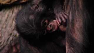 New Baby Bonobo  Cincinnati Zoo 2014 [upl. by Gabrila]