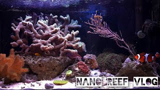 Nano Reef Vlog  Ostatni film z tego akwarium đź¤ż 71 [upl. by Elke]