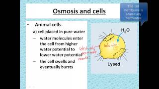 Osmosis and cells for iGCSE Biology [upl. by Ahsilam]