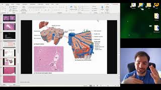 Histology of the Digestive Glands part 2 Pancreas Liver Gallbladder Review of Digestion [upl. by Therese]