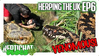 UKs only VENOMOUS snake Bumper ADDER episode  Herping the UK 6 [upl. by Outlaw]