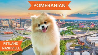 Pomeranian Breed Highlights [upl. by Melak]