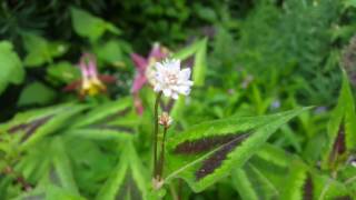 persicaria microcephala purple fantasy [upl. by Ielak]