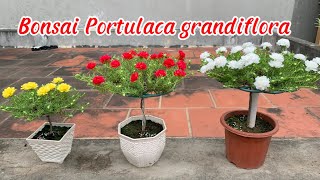 Bonsai Portulaca grandiflora the most beautyfull Moss rose [upl. by Jannel]