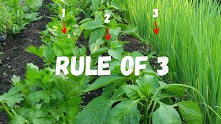 COMPANION PLANTING Made SIMPLE with The Rule of 3 [upl. by Tadashi]