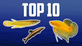 10 Top Dwelling Fish for Your Aquarium [upl. by Esiouqrut]