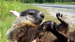 Wild Groundhog Near Grand Lake Casino Grove OK [upl. by Hoehne]