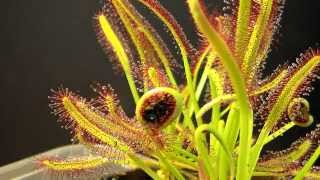 Drosera Capensis time lapse eating a fly HD with a surprise [upl. by Aseret]