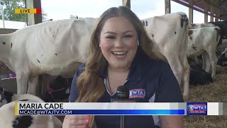 Visiting KoKlassic Holsteins at the 2023 Grange Fair [upl. by Auliffe]