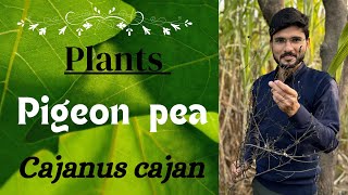 About Pigeon Pea 🫛 Cajanus cajan naturalsciencelifesciencestudentbotanybiologyneet [upl. by Maggy]