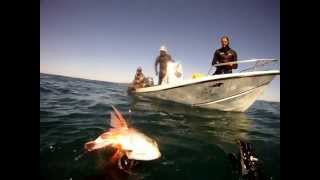 Red Stumpnose Arniston [upl. by Atterol975]