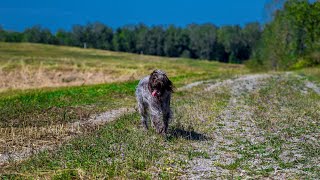 Wirehaired Pointing Griffon vs German Shorthaired Pointer A Breed Comparison [upl. by Adnuahsar954]