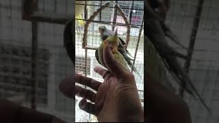 HAND TAEM COCKATIEL LOCATION VASAI MUMBAI M 9209187056 [upl. by Ainegul628]