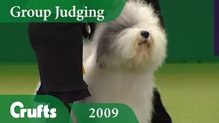 Old English Sheepdog wins Pastoral Group Judging at Crufts 2009  Crufts Dog Show [upl. by Ydiarf386]