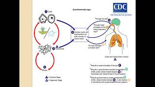 FREE LIVING AMOEBAE MicrobiologyLecture [upl. by Brand221]