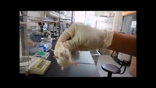 How to hold Lab Mice [upl. by Naida]