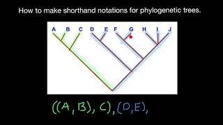 Shorthand Notations of Phylogenetic Trees Explained [upl. by Oiznun]