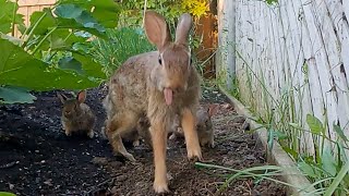 Wild Cottontail Rabbit Feeding Time and Bunnies Eating [upl. by Radburn]