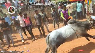 PULAVARI KANDRIGA ll15092024ll JallikattuAndhra ll jallikattu horihabba bull [upl. by Yderf]